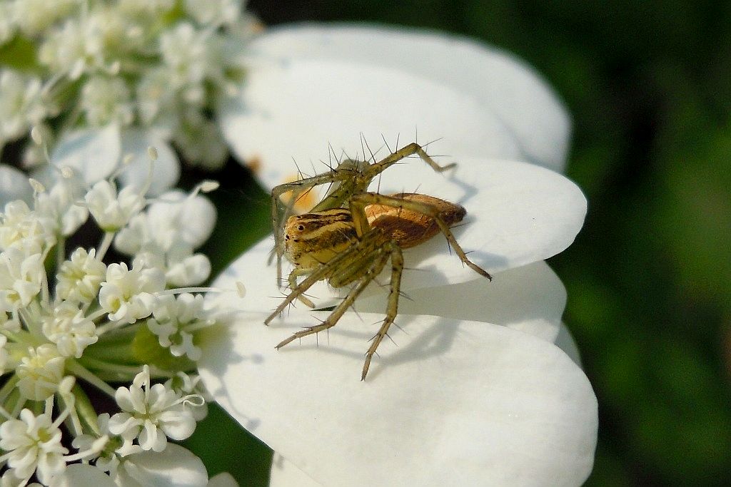 Oxyopes lineatus - Brescia (BS)